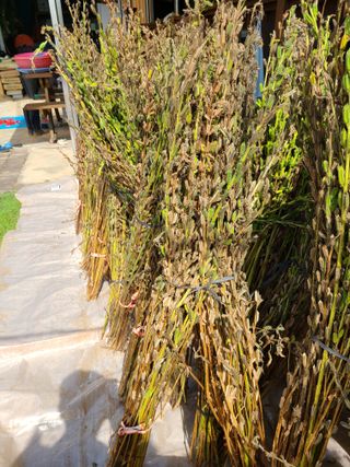 권오정 (천지산)님의 참깨 · 병해충상담 작성글 사진