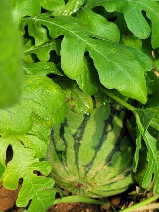 남궁. 정님의 기타작물 · 자유게시판 작성글 사진