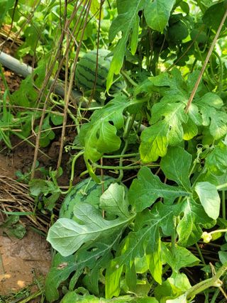 남궁. 정님의 기타작물 · 자유게시판 작성글 사진