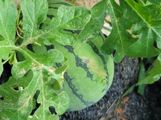 남궁. 정님의 기타작물 · 자유게시판 작성글 사진