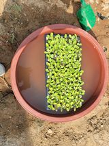 팜모닝 배추·영농일지 게시글 이미지