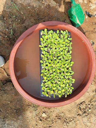 남궁. 정님의 배추 · 영농일지 작성글 사진