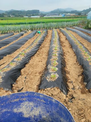 남궁. 정님의 배추 · 영농일지 작성글 사진