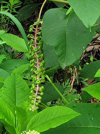 숭구리님의 기타작물 · 병해충상담 작성글 사진