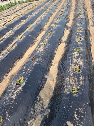 김미자님의 고구마 · 자유게시판 작성글 사진