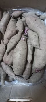 팜모닝 고구마·자유게시판 게시글 이미지