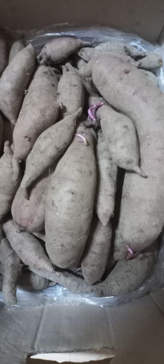 알 수 없음님의 고구마 · 자유게시판 작성글 사진