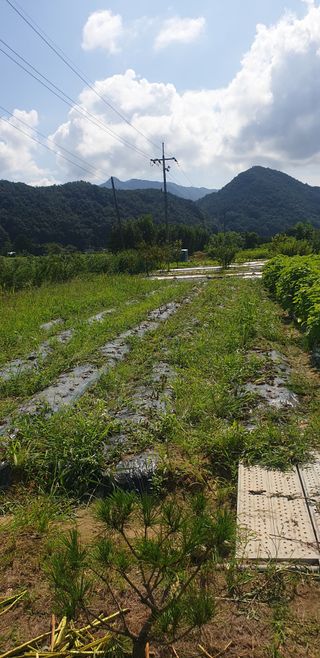 양촌리 2912님의 참깨 · 자유게시판 작성글 사진