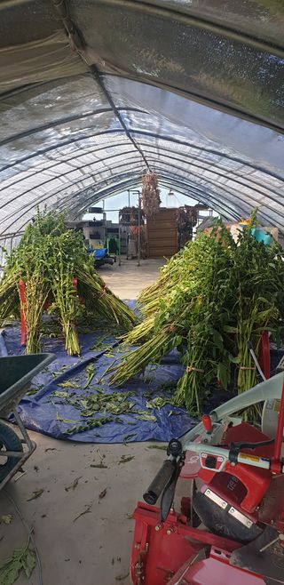 양촌리 2912님의 참깨 · 자유게시판 작성글 사진