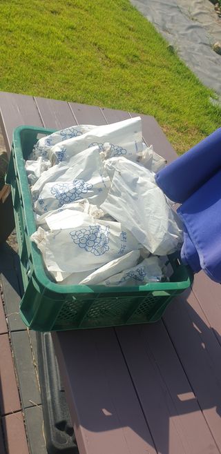 양촌리 2912님의 참깨 · 자유게시판 작성글 사진