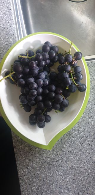 양촌리 2912님의 참깨 · 자유게시판 작성글 사진