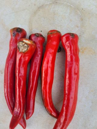 이순명님의 고추 · 병해충상담 작성글 사진