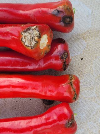 이순명님의 고추 · 병해충상담 작성글 사진