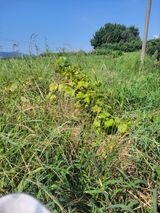 팜모닝 양파·영농일지 게시글 이미지