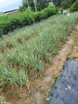 팜모닝 파·영농일지 게시글 이미지