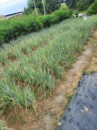 헐크님의 파 · 영농일지 작성글 사진