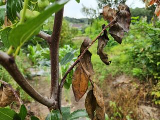 이근우님의 고구마 · 자유게시판 작성글 사진