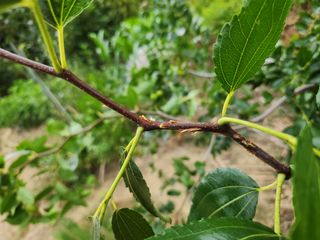 이근우님의 고구마 · 자유게시판 작성글 사진