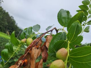 이근우님의 고구마 · 자유게시판 작성글 사진