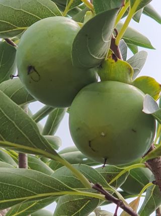 차상철님의 감 · 병해충상담 작성글 사진