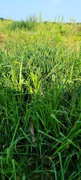 팜모닝 자유주제·자유게시판 게시글 이미지