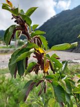 팜모닝 팜모닝 병해충 연구회·자유게시판 게시글 이미지