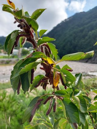 유병욱님의 팜모닝 병해충 연구회 · 자유게시판 작성글 사진