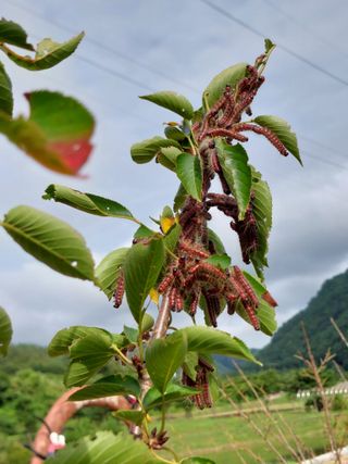 유병욱님의 팜모닝 병해충 연구회 · 자유게시판 작성글 사진