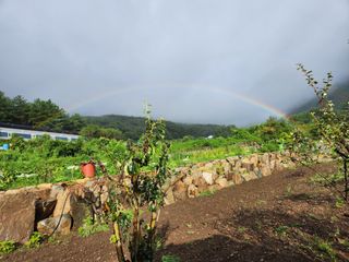 소나무1님의 자유주제 · 자유게시판 작성글 사진