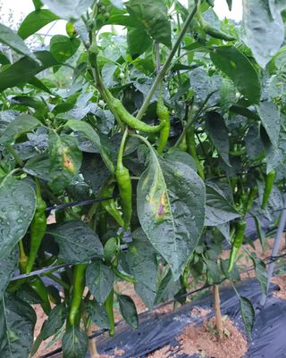 천안초농님의 고추 · 병해충상담 작성글 사진