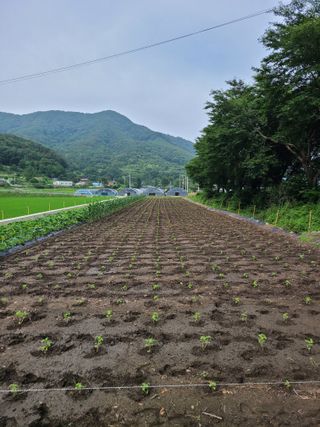 장광열님의 들깨 · 자유게시판 작성글 사진