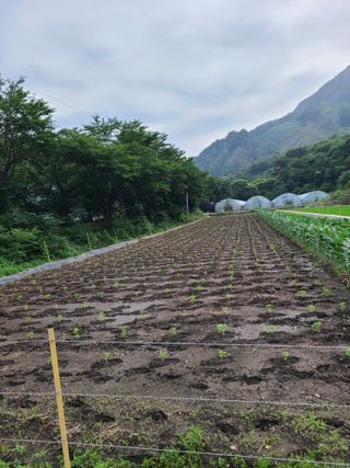 장광열님의 들깨 · 자유게시판 작성글 사진