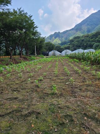 장광열님의 들깨 · 자유게시판 작성글 사진