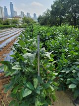 팜모닝 콩·자유게시판 게시글 이미지