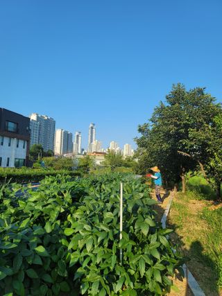 야목님의 콩 · 자유게시판 작성글 사진