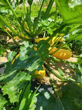 남 샘결 개둥맘님의 자유주제 · 자유게시판 작성글 사진