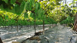 정창영님의 포도 · 자유게시판 작성글 사진