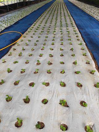 농민님의 상추 · 자유게시판 작성글 사진