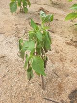 팜모닝 들깨·병해충상담 게시글 이미지