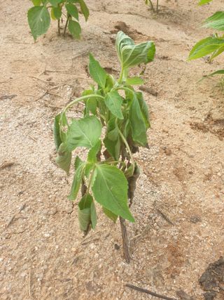 김양곤님의 들깨 · 병해충상담 작성글 사진