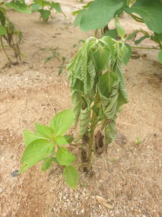 김양곤님의 들깨 · 병해충상담 작성글 사진