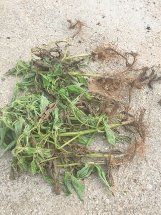 김양곤님의 들깨 · 병해충상담 작성글 사진