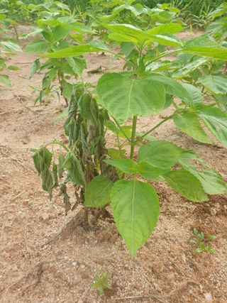 김양곤님의 들깨 · 병해충상담 작성글 사진