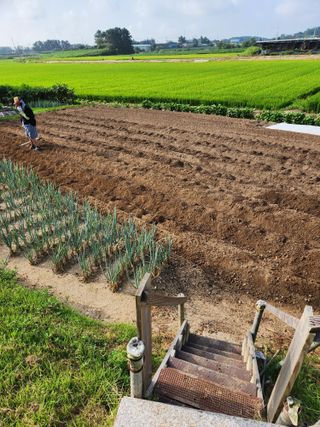 이대석님의 배추 · 품종•종자 작성글 사진