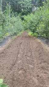 팜모닝 옥수수·영농일지 게시글 이미지