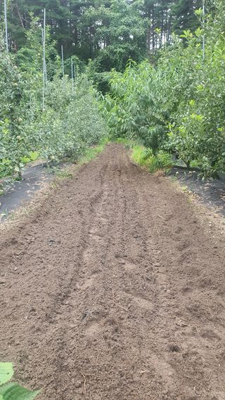 강혜원님의 옥수수 · 영농일지 작성글 사진