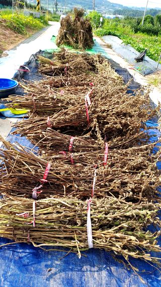 오남현님의 참깨 · 자유게시판 작성글 사진