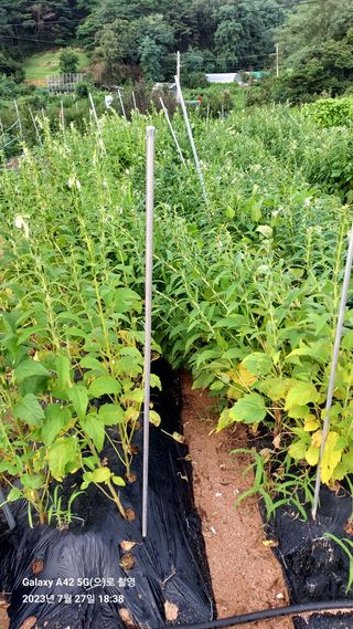 오남현님의 참깨 · 자유게시판 작성글 사진