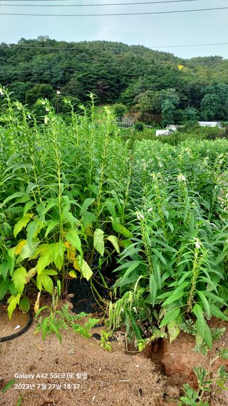 오남현님의 참깨 · 자유게시판 작성글 사진