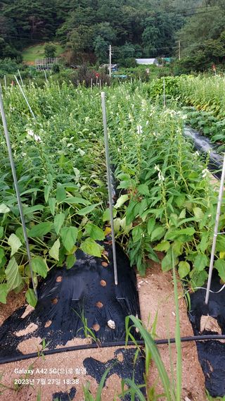 오남현님의 참깨 · 자유게시판 작성글 사진